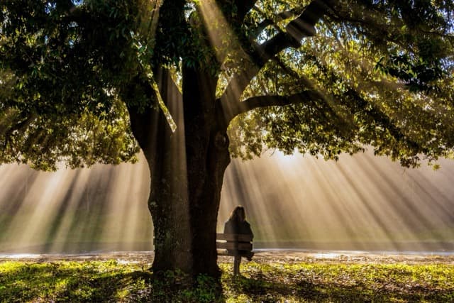Person sitting on a bench beneath an old oak tree